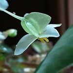 Begonia foliosa Λουλούδι
