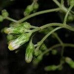 Sinclairia polyantha Fruit