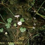 Ranunculus ololeucos Hábito