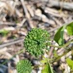 Smilax herbacea ഫലം