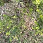 Melaleuca armillaris Blad