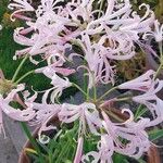 Nerine undulata Flower