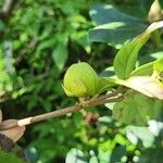 Stewartia malacodendron Fruit
