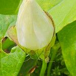 Calystegia silvatica Flors