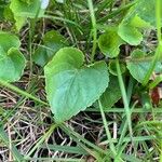 Viola blanda Leaf