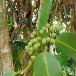 Calophyllum soulattri ഫലം