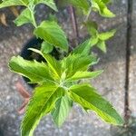 Monarda bradburiana Blad