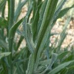 Centaurea solstitialis Leaf