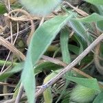 Lagurus ovatus Feuille