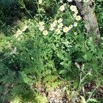 Tanacetum corymbosumFlower