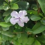 Brunfelsia australis 花