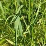 Trisetum flavescens Blatt