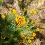 Pultenaea stipularis Λουλούδι