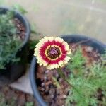 Ismelia carinata Flower