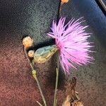 Mantisalca salmantica Blüte