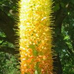 Eremurus stenophyllus Flower