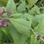 Lepechinia hastata Hoja