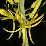 Stanleya pinnata Flower