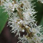 Miconia impetiolaris Flower