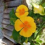 Eschscholzia californicaFlower