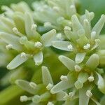 Itea ilicifolia Кветка