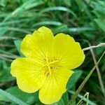 Oenothera pilosella Květ