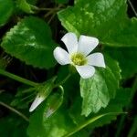 Oxalis incarnata Virág