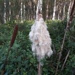 Typha latifolia Плод