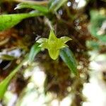 Angraecum obversifolium Virág