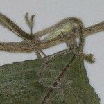 Klaprothia fasciculata Other