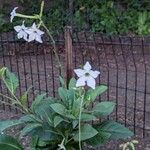 Nicotiana alataKvet