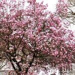 Magnolia × soulangeana Облик