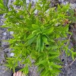 Senecio glastifolius Leaf