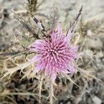 Atractylis humilis Flower