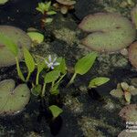 Heteranthera limosa Hábito