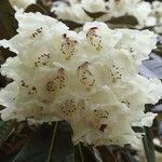Rhododendron sinogrande Blomst