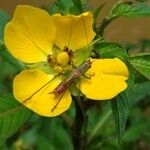 Ludwigia elegans 花