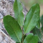 Diospyros kirkii Folio
