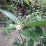 Kraussia floribunda 花