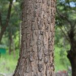 Pterocarpus angolensis Casca