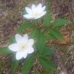 Anemonoides trifolia Flower