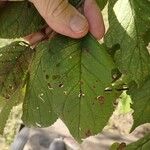 Prunus mexicana Blad