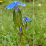 Gentiana utriculosa Blomst