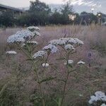 Achillea nobilis花