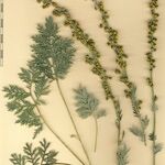 Artemisia armeniaca Drugo