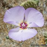 Calochortus palmeri Flor
