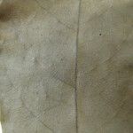 Aniba panurensis Hoja