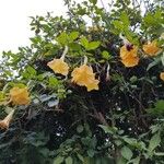 Brugmansia suaveolens फूल