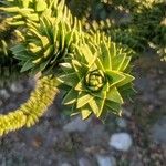 Araucaria araucana Blad