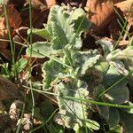 Salvia aethiopis Leaf